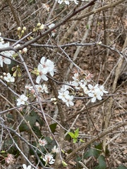 Prunus mexicana