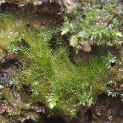 Rhynchostegiella tenella