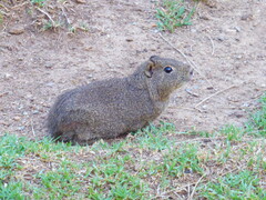 Galea leucoblephara