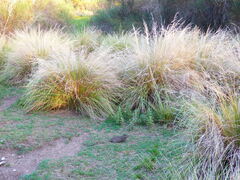 Galea leucoblephara
