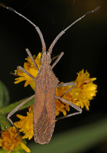 Euphorbia Bug photo 4