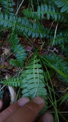 Blechnum penna-marina