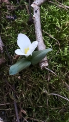 Trillium nivale
