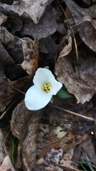 Trillium nivale