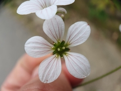 Saxifraga granulata