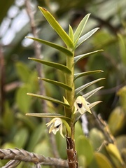 Maxillaria graminifolia