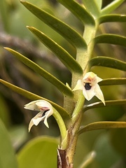 Maxillaria graminifolia