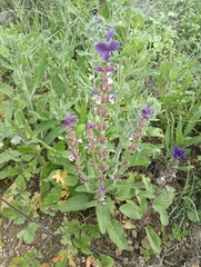 Salvia viridis