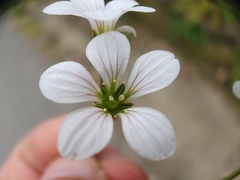 Saxifraga granulata