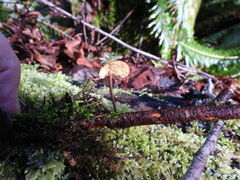 Heimiomyces fulvipes