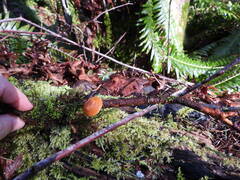 Heimiomyces fulvipes