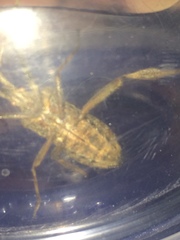Leptoglossus occidentalis