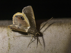 Opisthoxia