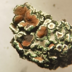 Protoparmeliopsis muralis