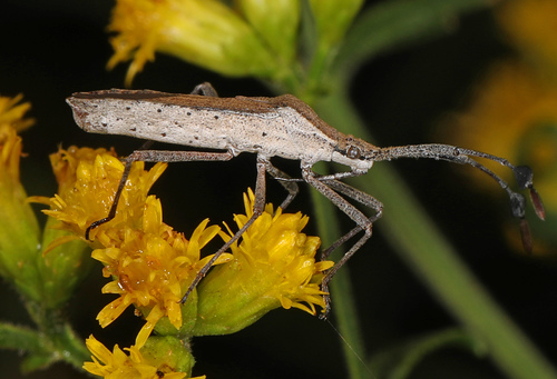 Euphorbia Bug photo 3