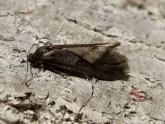 Tortricodes alternella