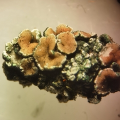 Protoparmeliopsis muralis