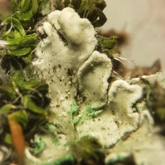 Protoparmeliopsis muralis