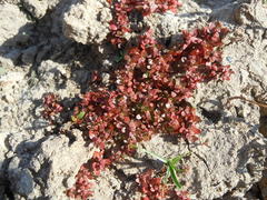 Elatine brachysperma