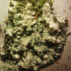 Protoparmeliopsis muralis