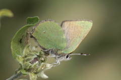 Callophrys dumetorum