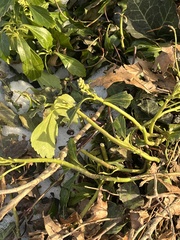 Pachysandra terminalis