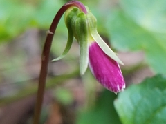 Viola ocellata