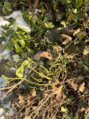 Pachysandra terminalis