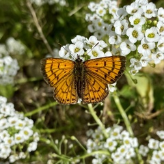 Lycaena edna