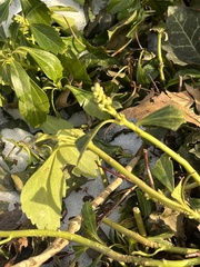 Pachysandra terminalis