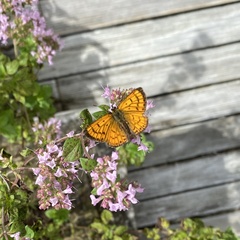 Lycaena edna