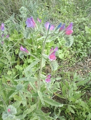 Echium judaeum