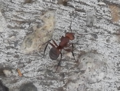 Camponotus rectangularis