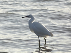 Egretta garzetta