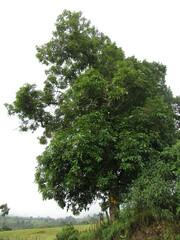 Aniba robusta