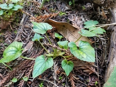 Viola ocellata