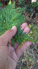 Rumohra adiantiformis