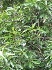 Aniba robusta