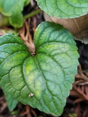 Viola ocellata