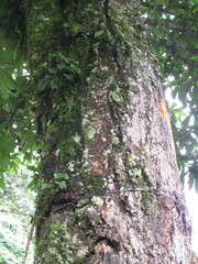 Aniba robusta