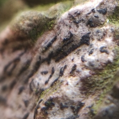 Opegrapha