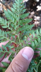 Rumohra adiantiformis