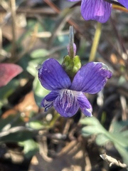 Viola septemloba