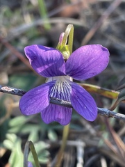 Viola septemloba
