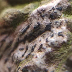 Opegrapha