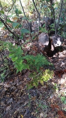 Rumohra adiantiformis