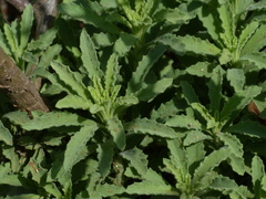 Eschenbachia stricta