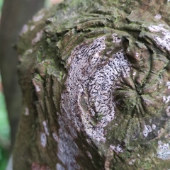 Opegrapha