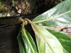 Aniba robusta