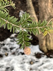 Tsuga canadensis